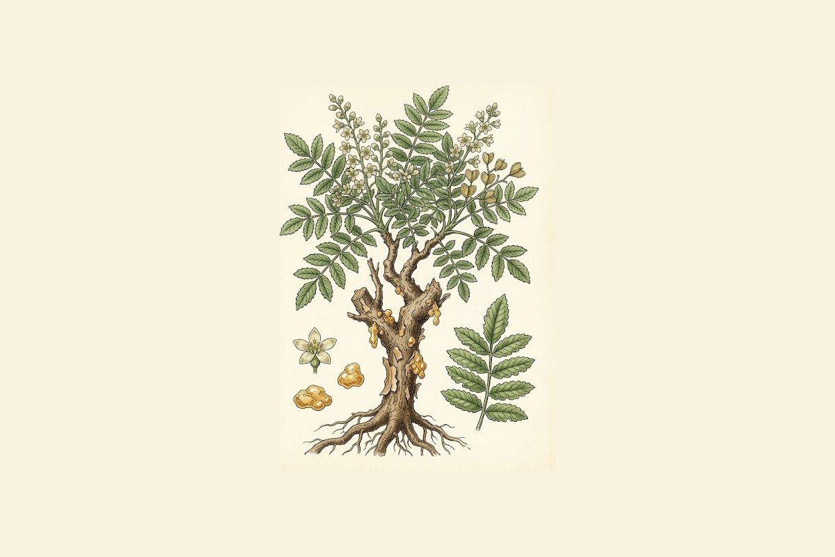 Boswellia