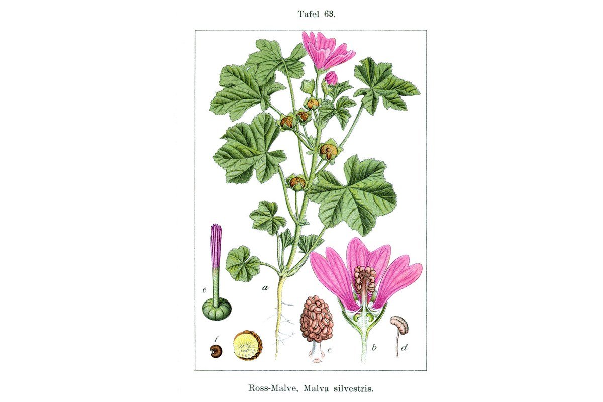 Malva