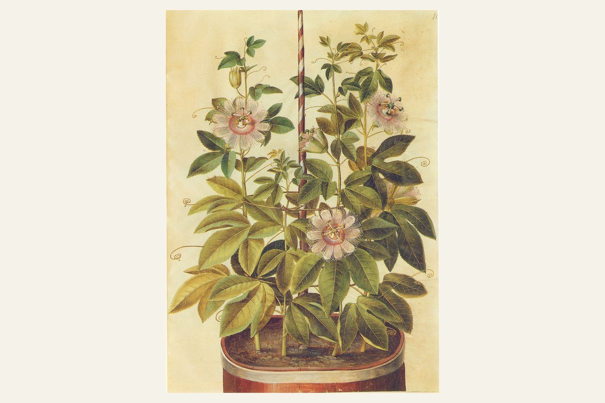 Pasiflora