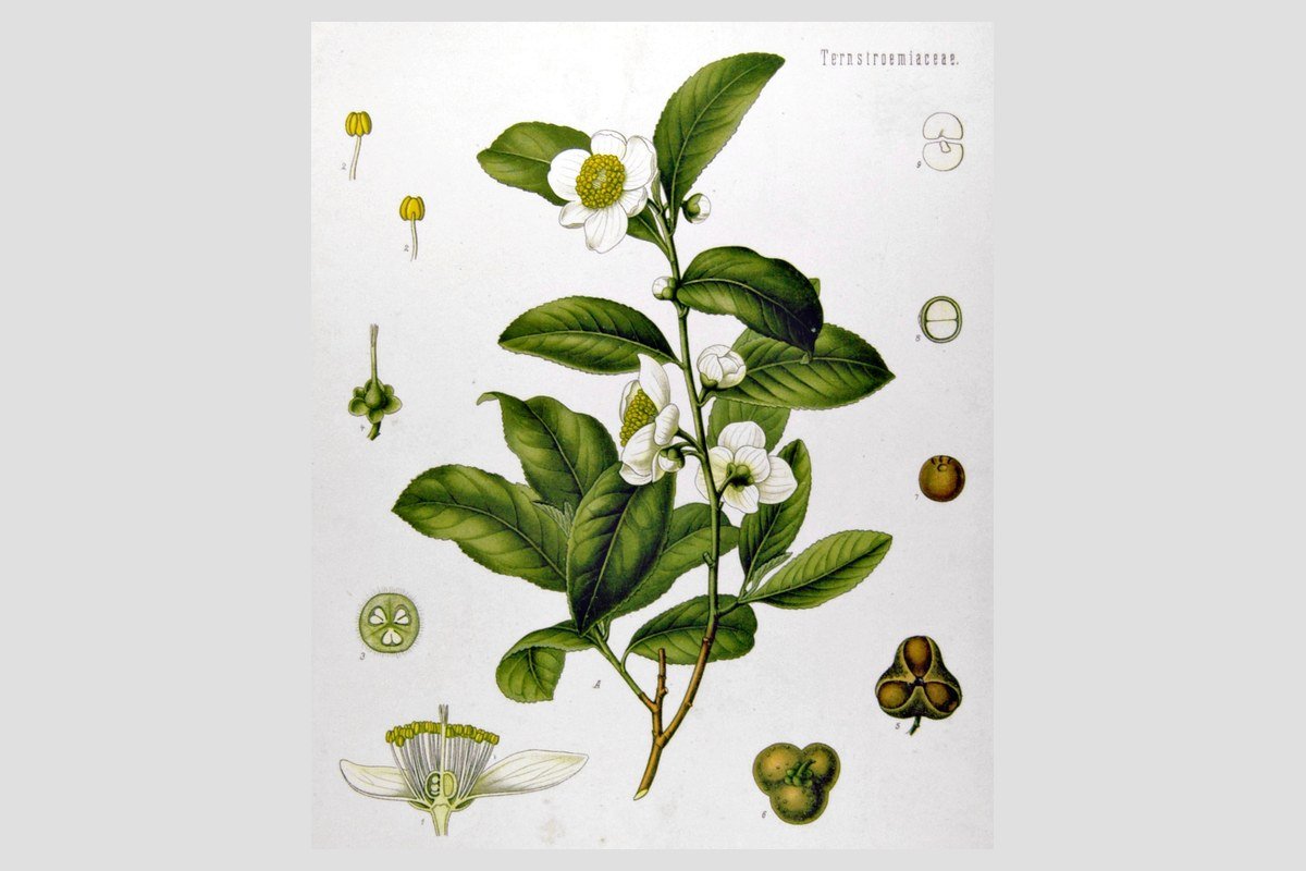 Té verde