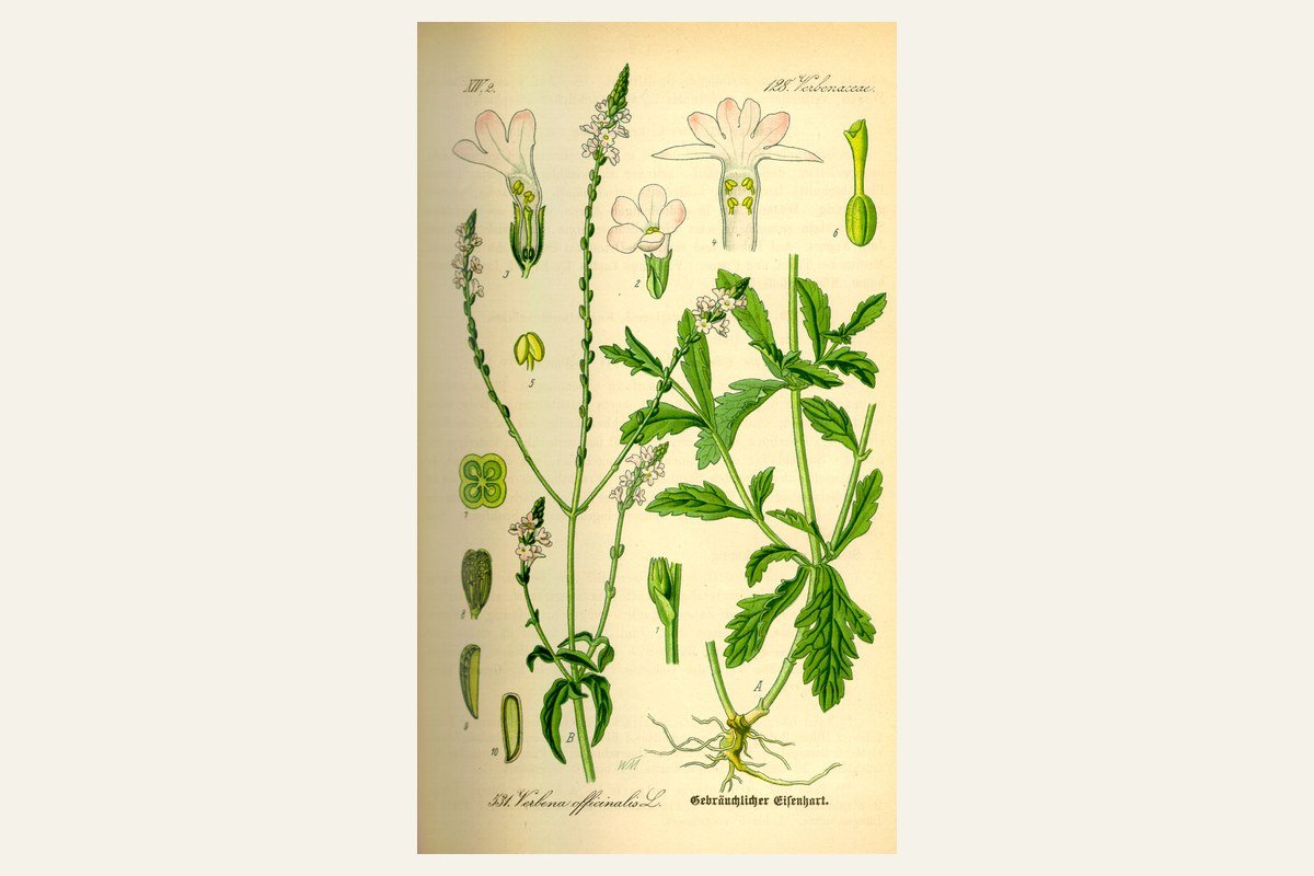 Lámina botánica de Verbena