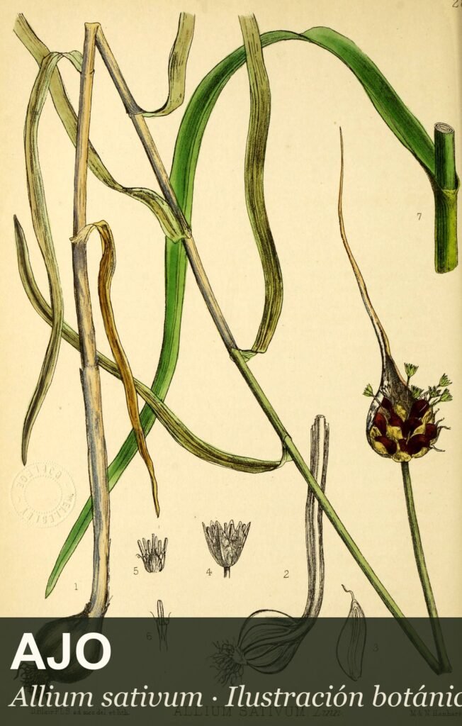 Ilustración botánica vintage del ajo (Allium sativum)