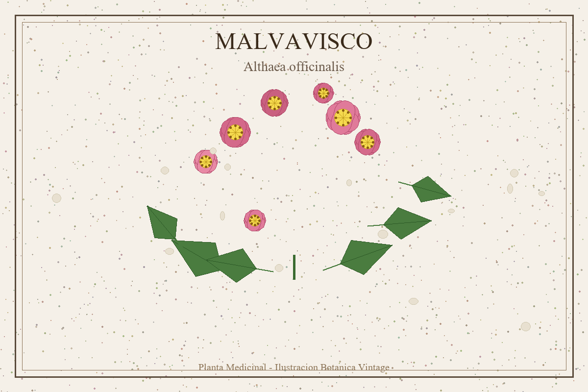 Malvavisco: propiedades, beneficios y cómo usarla