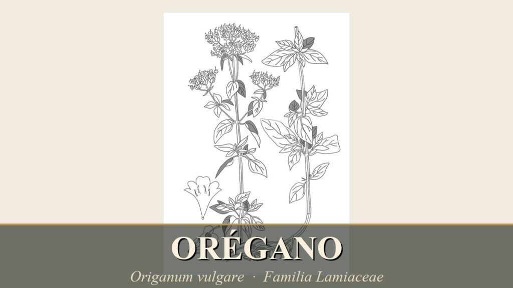 Ilustración botánica vintage de orégano (Origanum vulgare) con hojas y flores