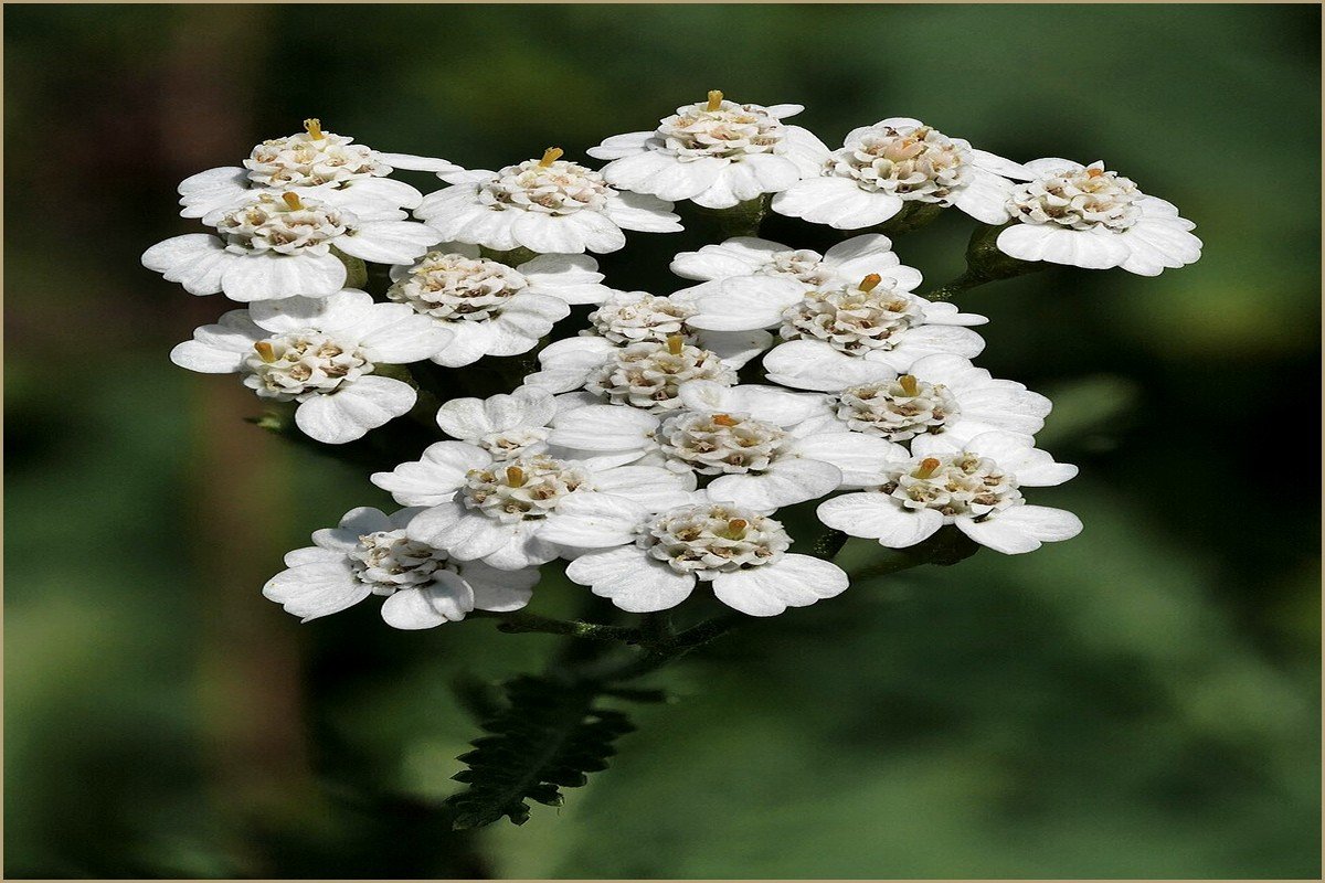 Herbario de Plantas Curativas